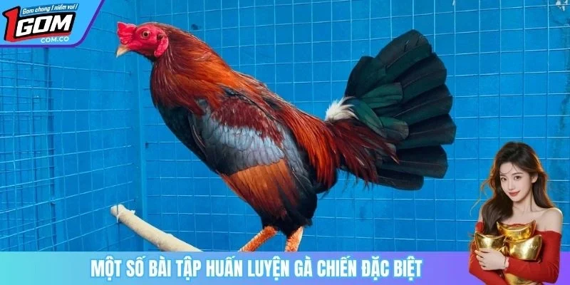 Một số bài tập huấn luyện gà chiến đặc biệt