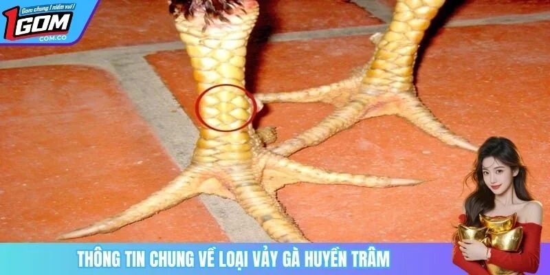 Thông tin chung về loại vảy gà huyền trâm